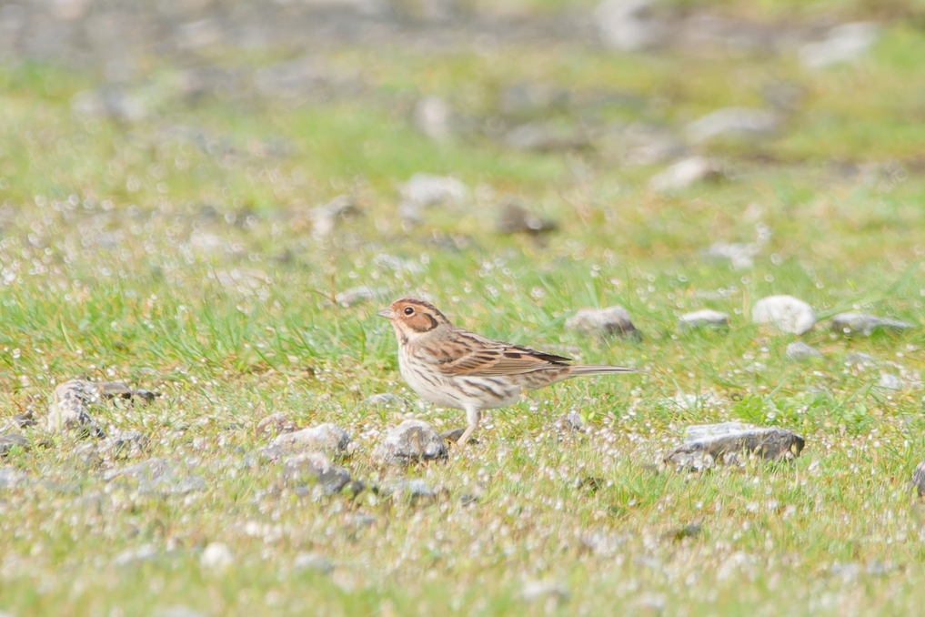 Photo of Little Bunting